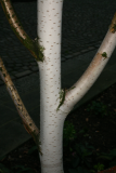 Betula utilis subsp. jacquemontii RCP1-12 074.JPG